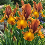 Iris Hollandica Bronze Beauty