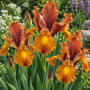 Iris Hollandica Bronze Beauty