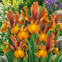 Iris Hollandica Bronze Beauty