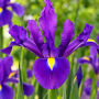 Iris Hollandica Purple Sensation