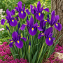 Iris Hollandica Purple Sensation