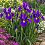 Iris Hollandica Purple Sensation