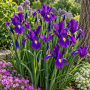 Iris Hollandica Purple Sensation