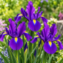 Iris Hollandica Purple Sensation