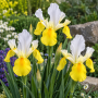 Iris Hollandica Symphony