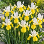 Iris Hollandica Symphony