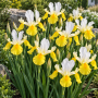 Iris Hollandica Symphony