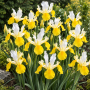 Iris Hollandica Symphony