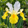 Iris Hollandica Symphony