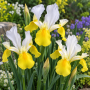 Iris Hollandica Symphony