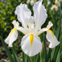 Iris Hollandica White Excelsior