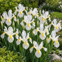 Iris Hollandica White Excelsior