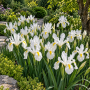 Iris Hollandica White Excelsior