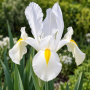 Iris Hollandica White Excelsior