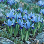 Iris reticulata Gordon