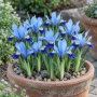 Iris reticulata Gordon