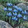 Iris reticulata Gordon