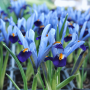 Iris reticulata Gordon