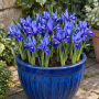 Iris Reticulata Harmony