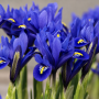 Iris Reticulata Harmony