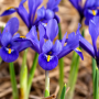 Iris Reticulata Harmony