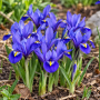Iris Reticulata Harmony