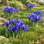 Iris Reticulata Harmony