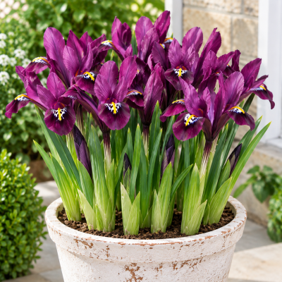 Iris reticulata J.S. Dijt