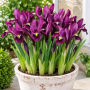 Iris reticulata J.S. Dijt