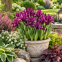 Iris reticulata J.S. Dijt