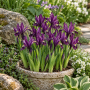 Iris reticulata J.S. Dijt