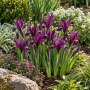 Iris reticulata J.S. Dijt
