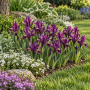 Iris reticulata J.S. Dijt