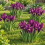 Iris reticulata J.S. Dijt