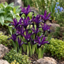 Iris Reticulata Purple Gem