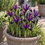 Iris Reticulata Purple Gem