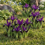 Iris Reticulata Purple Gem