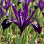 Iris Reticulata Purple Gem