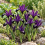 Iris Reticulata Purple Gem