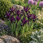 Iris Reticulata Purple Gem