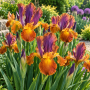 Iris Hollandica Queen Bronze 