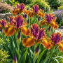 Iris Hollandica Queen Bronze 