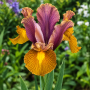 Iris Hollandica Queen Bronze 