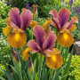 Iris Hollandica Queen Bronze 