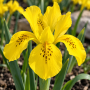 Iris Danfordiae