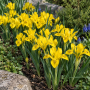Iris Danfordiae