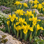 Iris Danfordiae