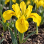 Iris Danfordiae