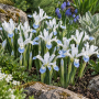Iris Frozen Planet 
