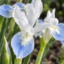 Iris Frozen Planet 